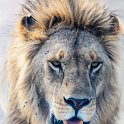 TZA SHI SerengetiNP 2016DEC24 NamiriPlains 026 : 2016, 2016 - African Adventures, Africa, Date, December, Eastern, Month, Namiri Plains, Places, Serengeti National Park, Shinyanga, Tanzania, Trips, Year
